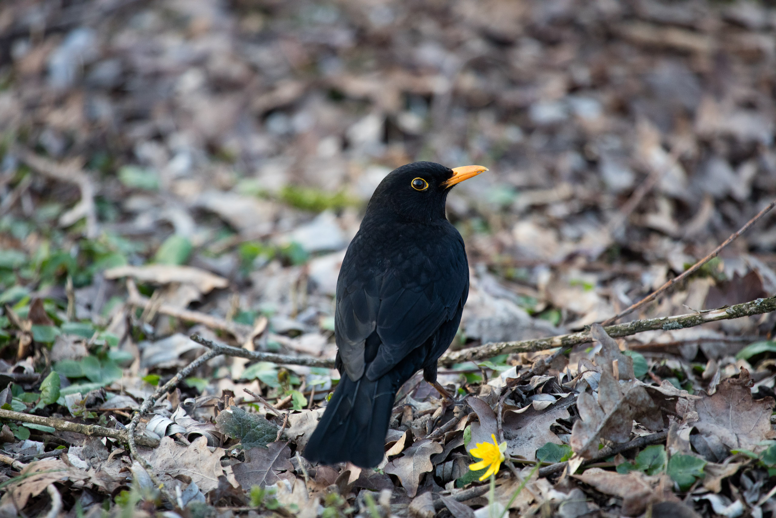 20160319173348 DP017811 2